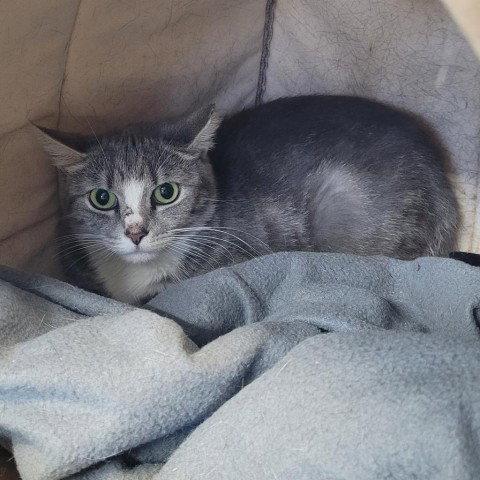Marinara, Adult Domestic Short Hair, cat for adoption in Binghamton, New York