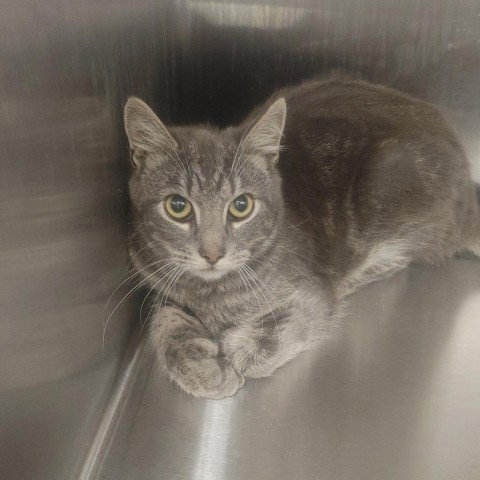 Gnocchi, Adult Domestic Short Hair, cat for adoption in Binghamton, New York
