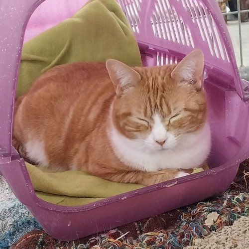 Holly, Adult Domestic Short Hair, cat for adoption in Binghamton, New York