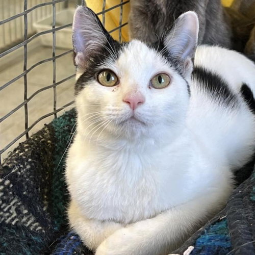 Pearl, Adult Domestic Short Hair, cat for adoption in Binghamton, New York