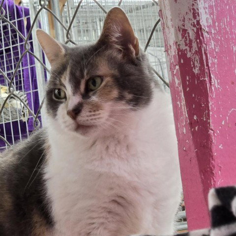 Blue, Adult Domestic Short Hair, cat for adoption in Binghamton, New York