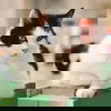 adoptable Cat in spencer, NY named Lilyy