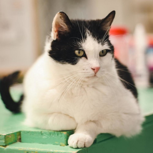 Lilyy, Adult Domestic Short Hair, cat for adoption in Binghamton, New York