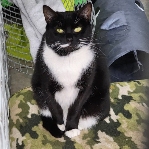 Clover, Adult Domestic Short Hair, cat for adoption in Binghamton, New York