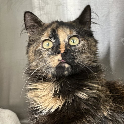 Peanut Butter (In Foster), Adult Domestic Short Hair, cat for adoption in Binghamton, New York