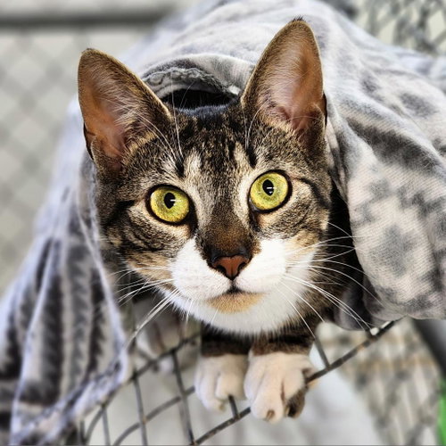 Poppette, Adult Domestic Short Hair, cat for adoption in Binghamton, New York