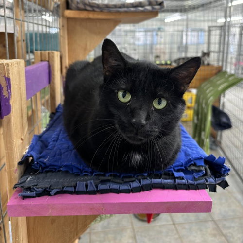 Indy, Adult Domestic Short Hair, cat for adoption in Binghamton, New York