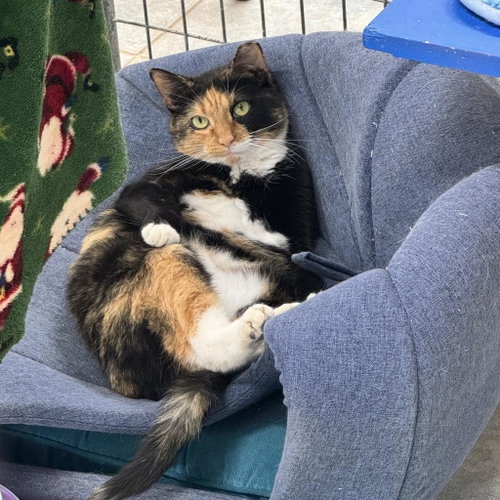 Chilli, Adult Domestic Short Hair, cat for adoption in Binghamton, New York
