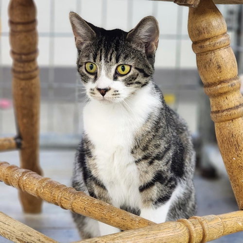 Mookie, Adult Domestic Short Hair, cat for adoption in Binghamton, New York