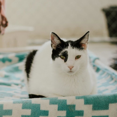 Jeremy, Adult Domestic Short Hair, cat for adoption in Binghamton, New York