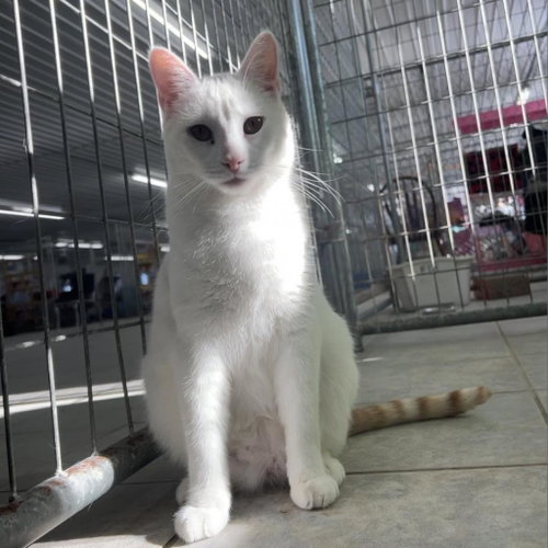 Anakin, Adult Domestic Short Hair, cat for adoption in Binghamton, New York