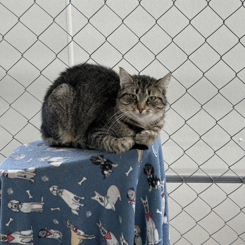 Coldstone, Adult Domestic Short Hair, cat for adoption in Binghamton, New York