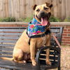 adoptable Dog in  named Frida
