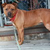 adoptable Dog in  named Starr