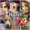 adoptable Dog in  named Hazel