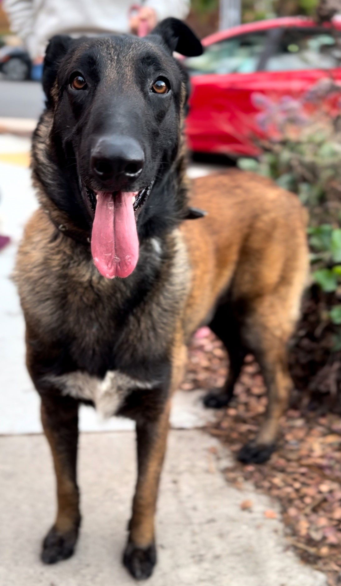 adoptable Dog in San Diego, CA named Everest