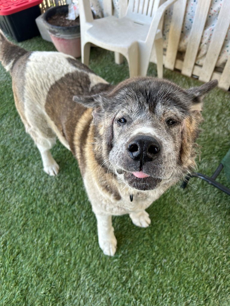 adoptable Dog in Newman, CA named Macarena