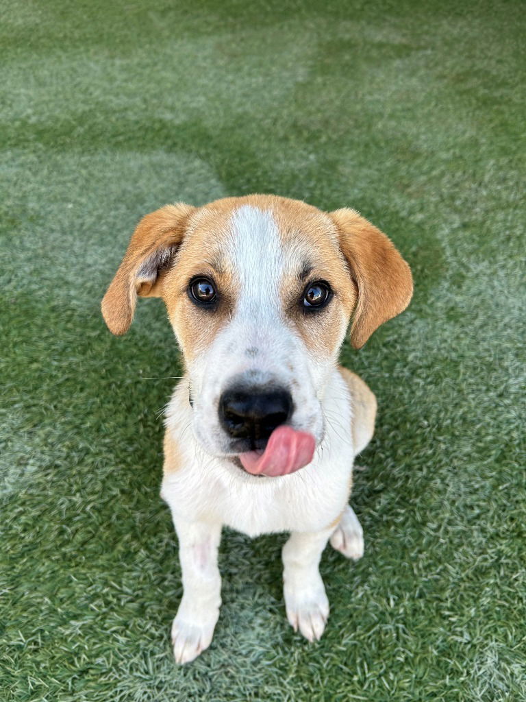 adoptable Dog in Newman, CA named Linus