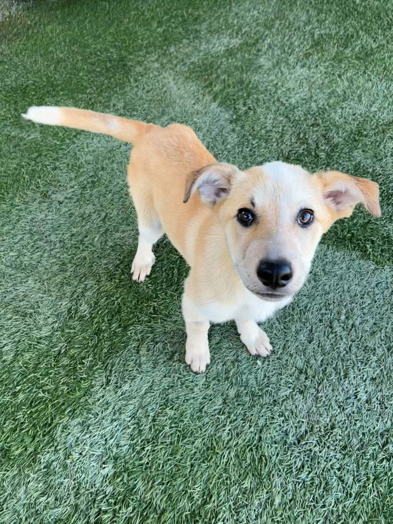 adoptable Dog in Newman, CA named Lucy