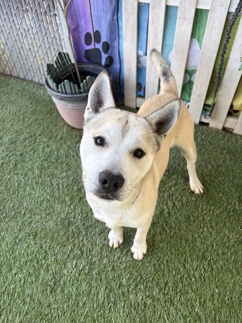 Kuma, an adoptable Akita in Newman, CA