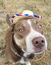 adoptable Dog in  named Bobby â A Survivor with a Heart of Gold!