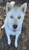 adoptable Dog in , MS named Holly