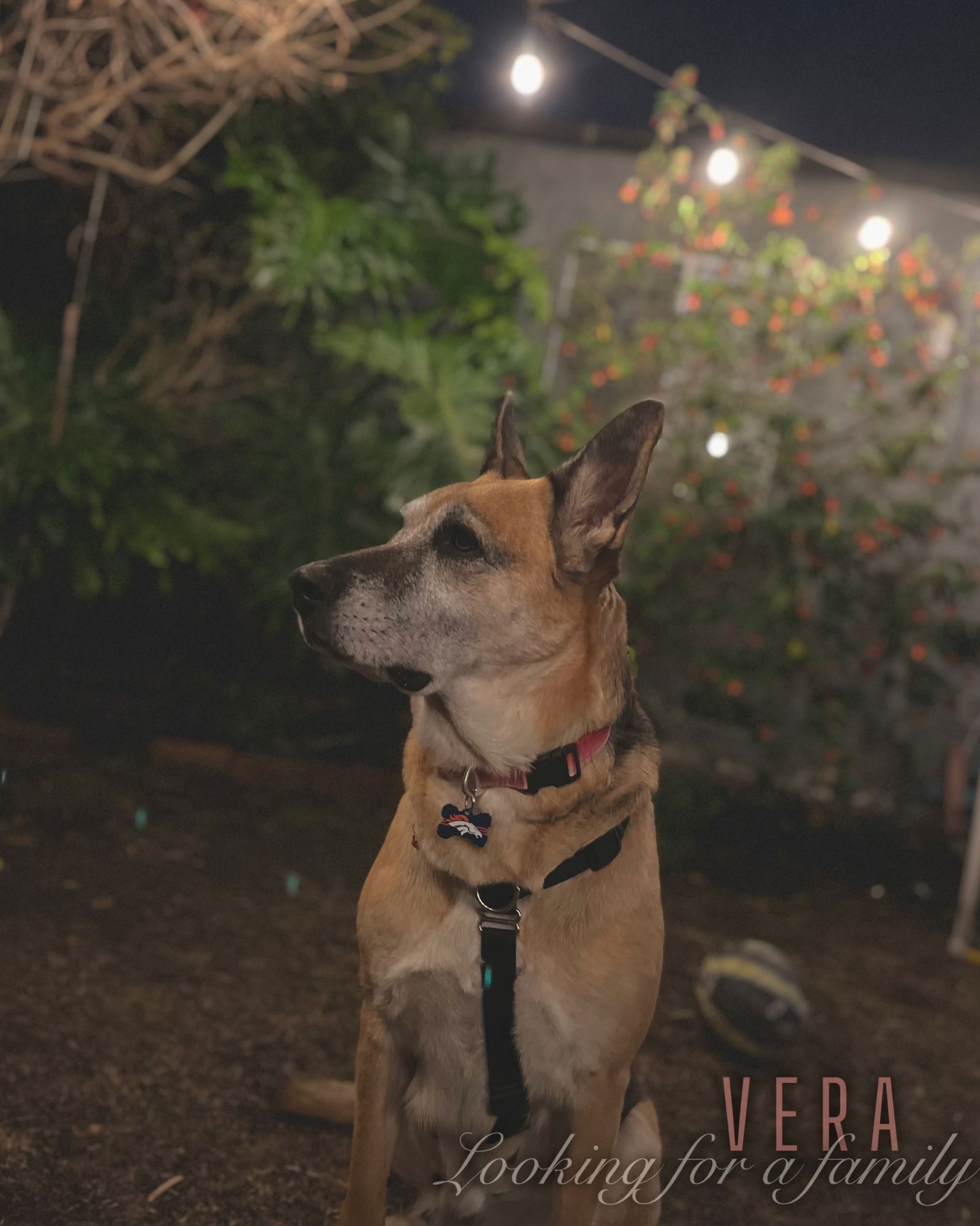 adoptable Dog in Palm Desert, CA named Vera