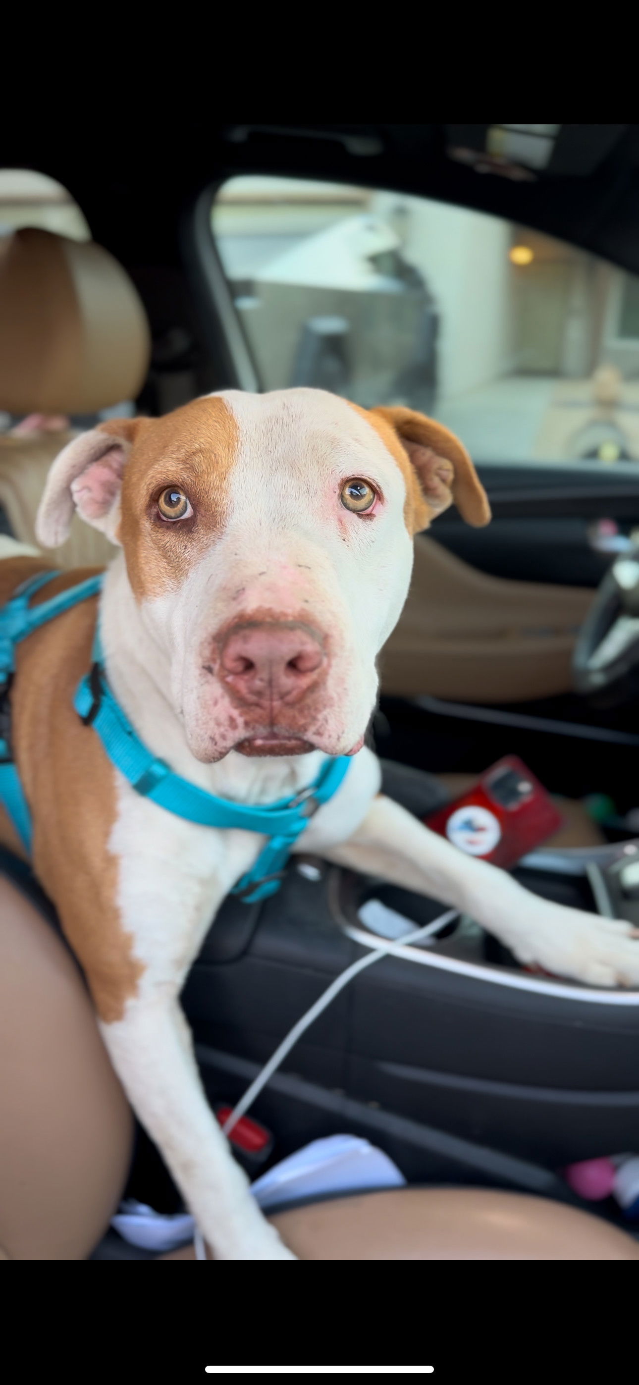 adoptable Dog in Palm Desert, CA named Tomahawk