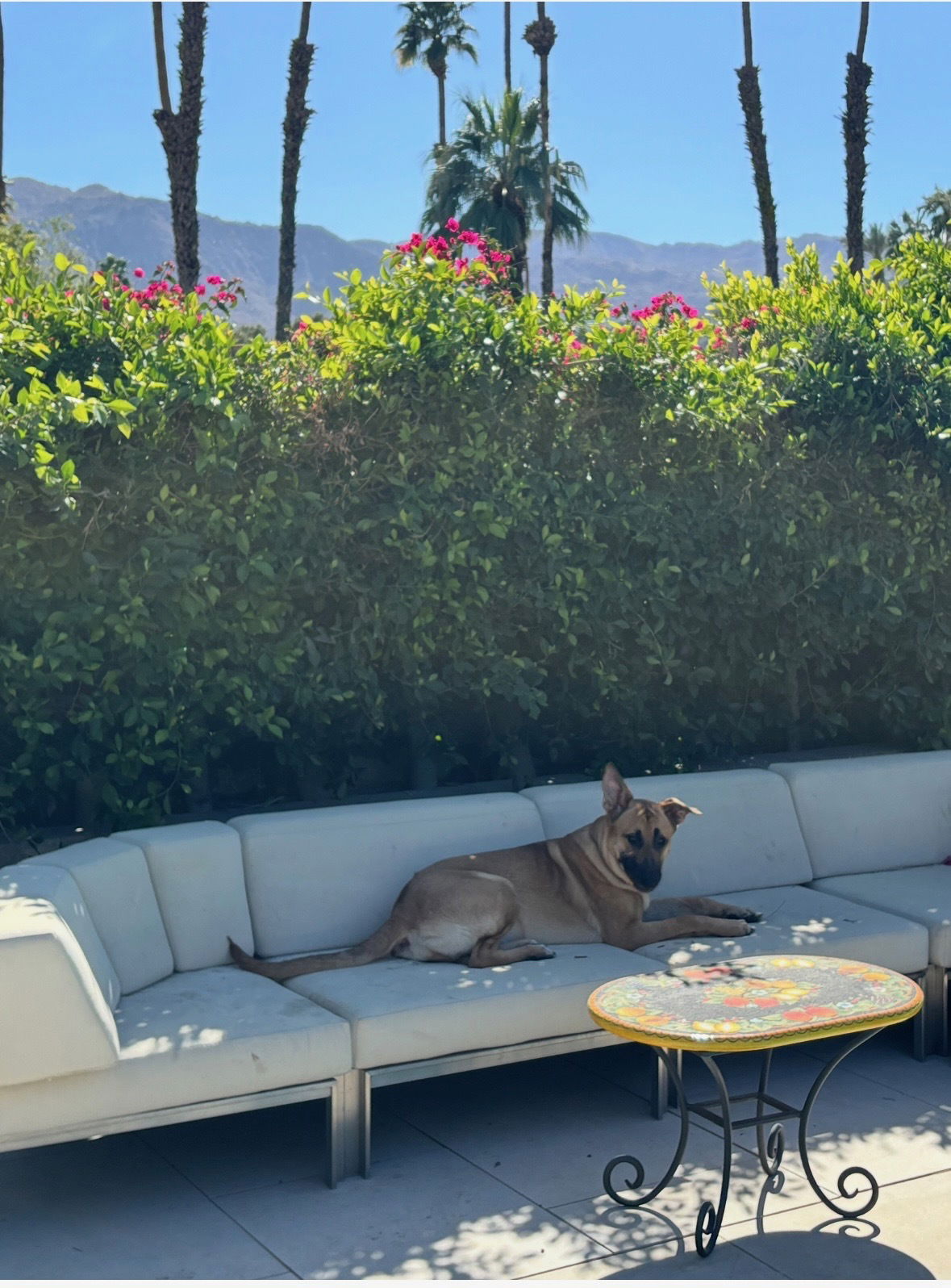 adoptable Dog in Palm Desert, CA named Dinah