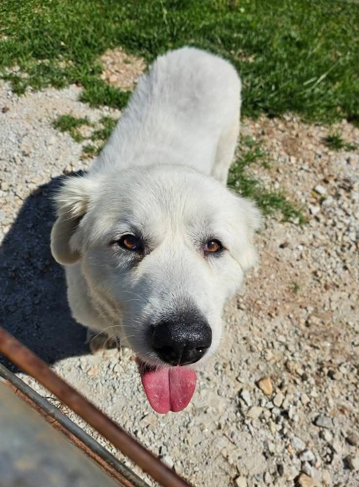 adoptable Dog in Seneca, SC named HannaLei