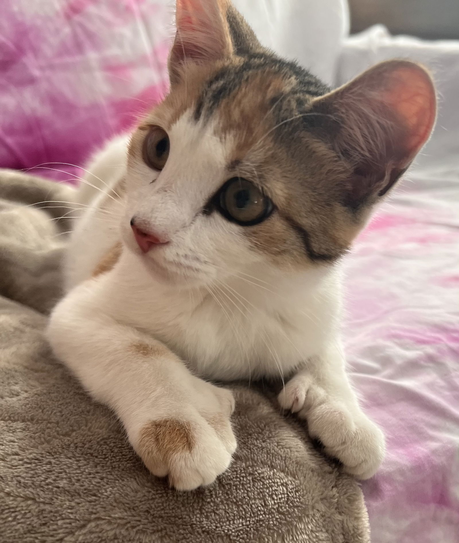 adoptable Cat in Bloomfield, NJ named Holly, bonded flower kittens