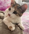 adoptable Cat in  named Holly, bonded flower kittens