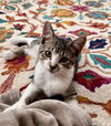 adoptable Cat in , NJ named Corey, bonded flower kittens
