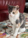 adoptable Cat in , NJ named Poppy, bonded flower kittens