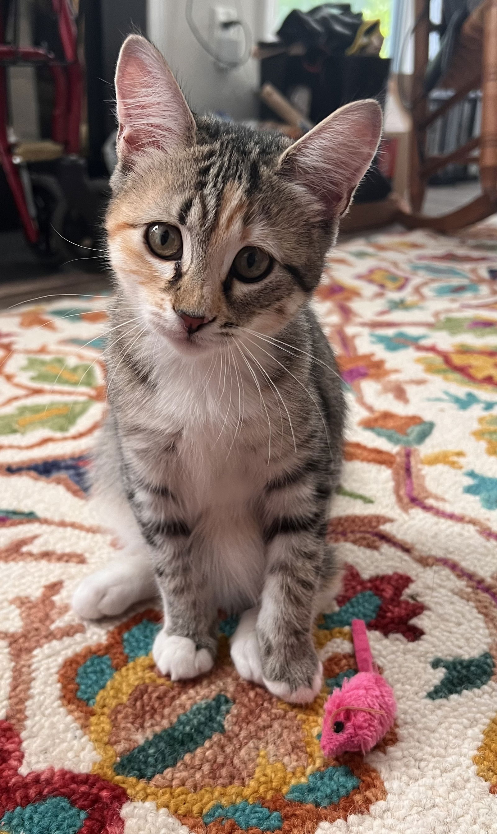 adoptable Cat in Bloomfield, NJ named Iris, bonded flower kittens