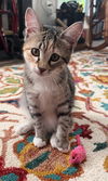 adoptable Cat in , NJ named Iris, bonded flower kittens