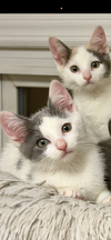 adoptable Cat in , NJ named Gandolf & Calici, powerful duo
