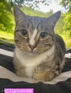 adoptable Cat in , NY named Chamomile