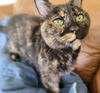 adoptable Cat in , NY named Chloe