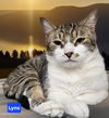 adoptable Cat in akron, NY named Lynx