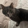 adoptable Cat in akron, NY named Leroy