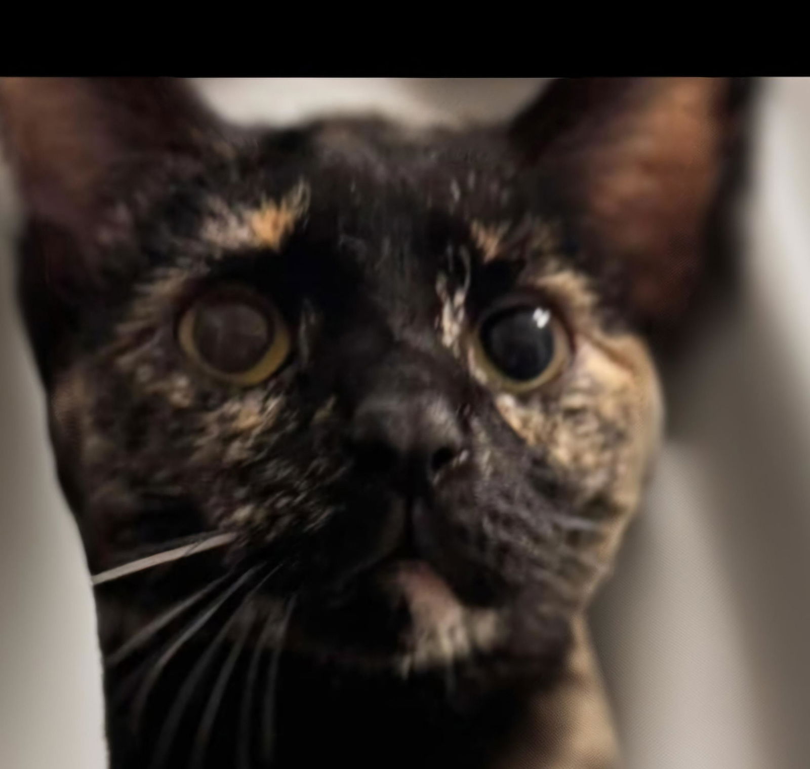 adoptable Cat in Akron, NY named Egypt