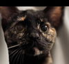 adoptable Cat in akron, NY named Egypt