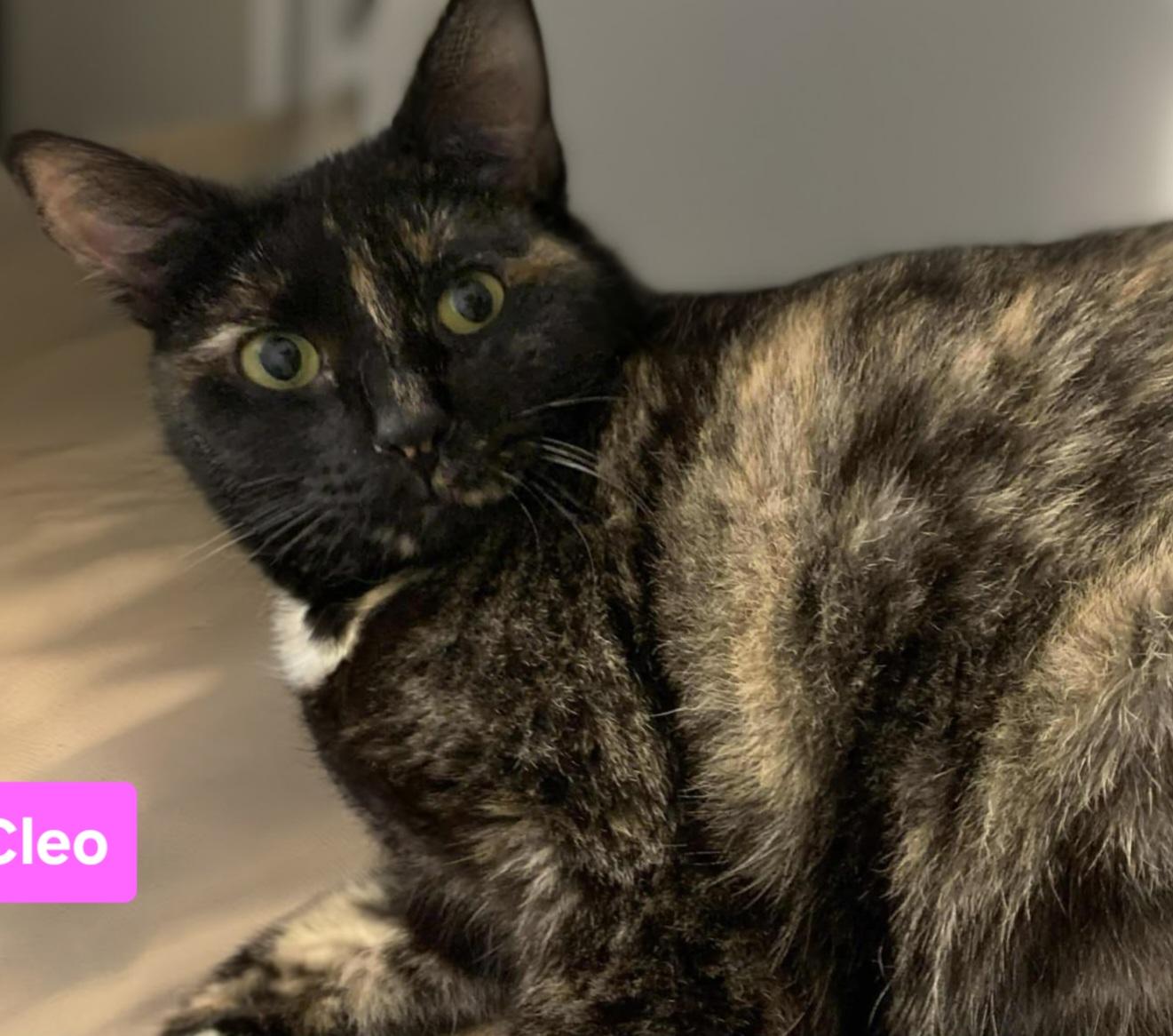 adoptable Cat in Akron, NY named Cleo