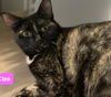adoptable Cat in , NY named Cleo