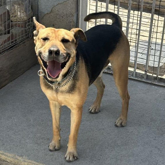 adoptable Dog in San Diego, CA named Charo