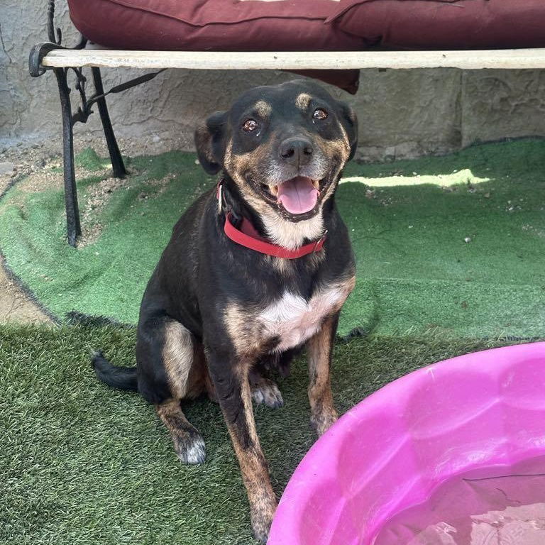 adoptable Dog in San Diego, CA named Thalia