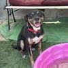 adoptable Dog in  named Thalia