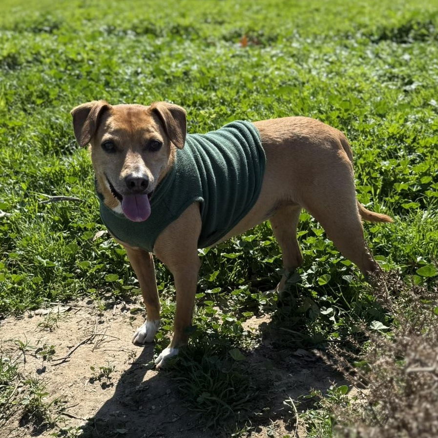 adoptable Dog in San Diego, CA named Rosie