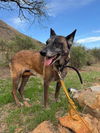 adoptable Dog in  named Gia